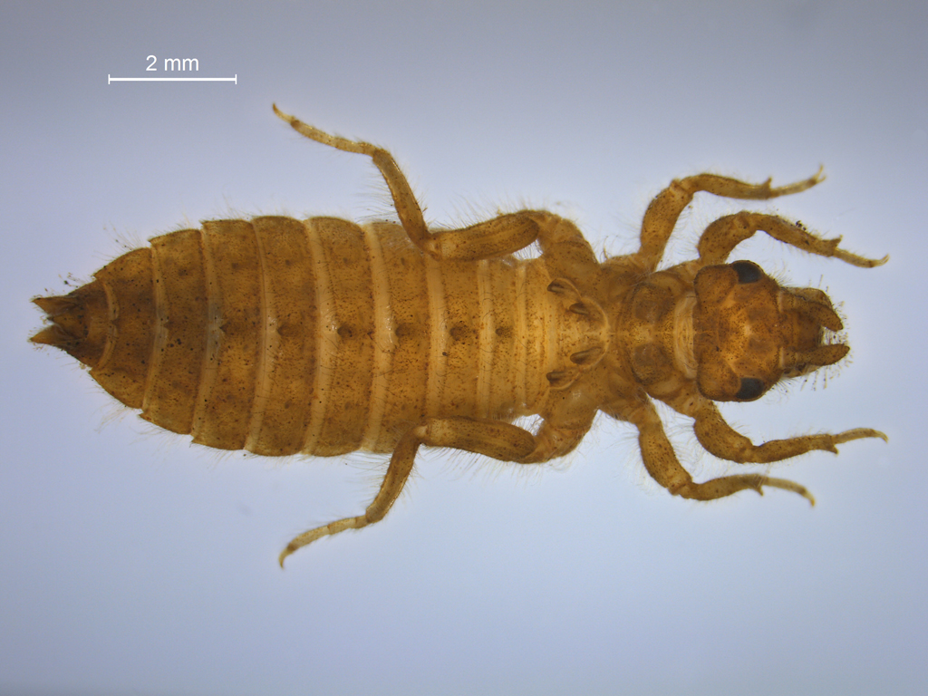 Ophiogomphus cecilia